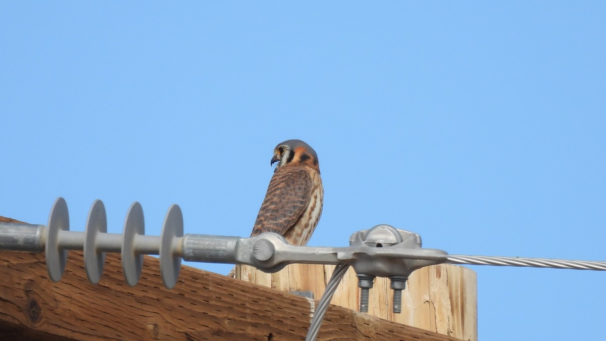 American Kestrel - ML614969131