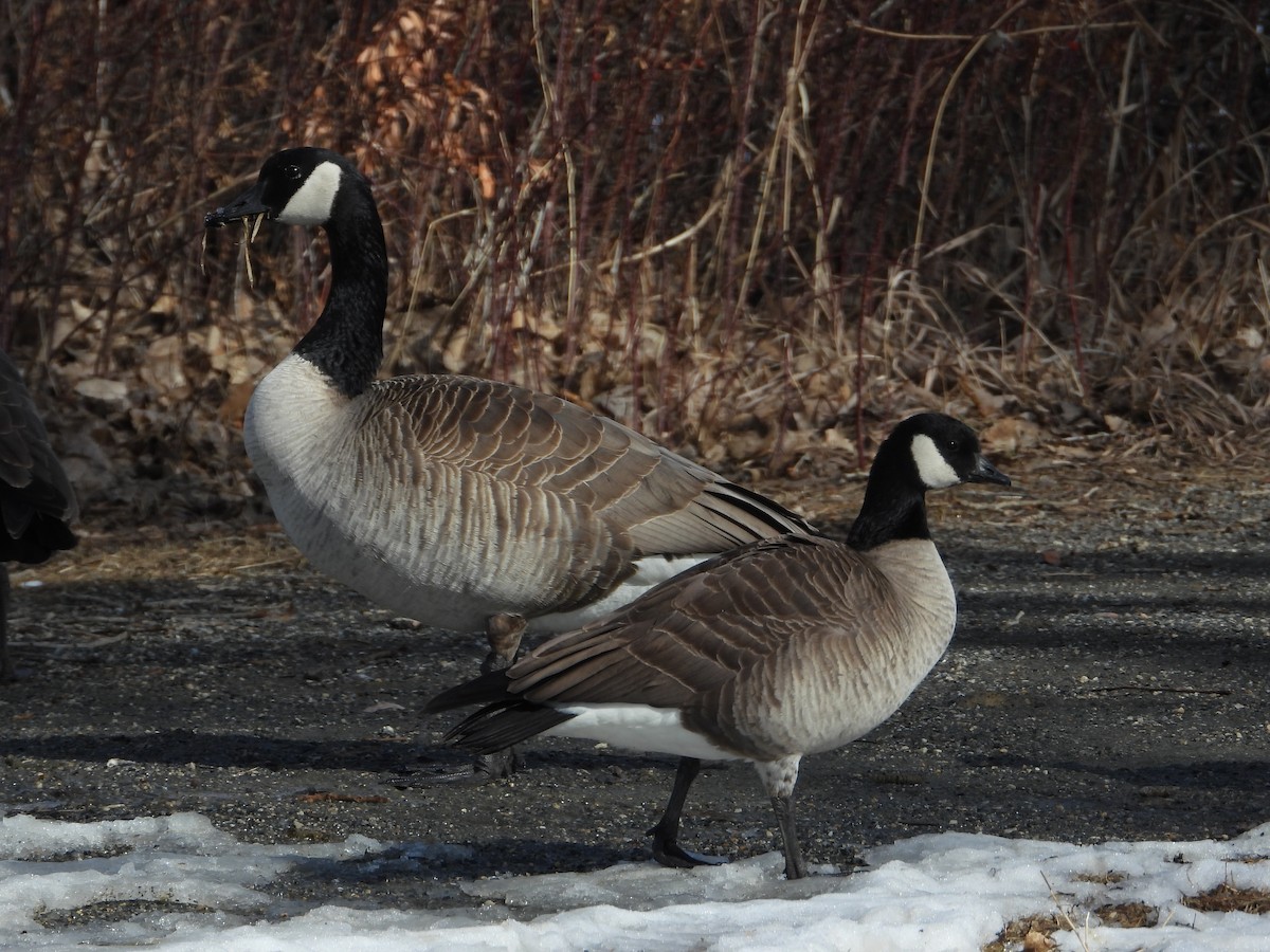 Cackling Goose - ML614969137