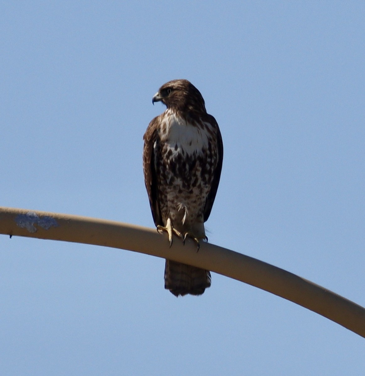 Rotschwanzbussard - ML614969141