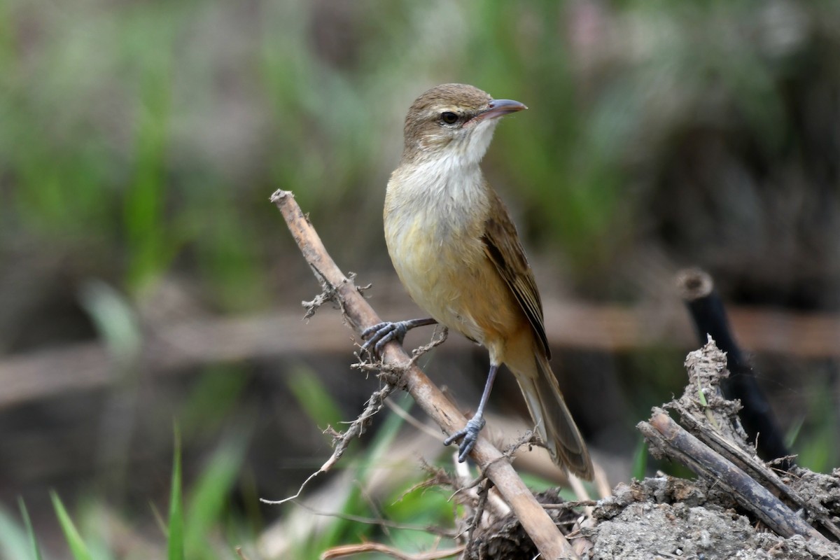 Clamorous Reed Warbler - Ian Gardner