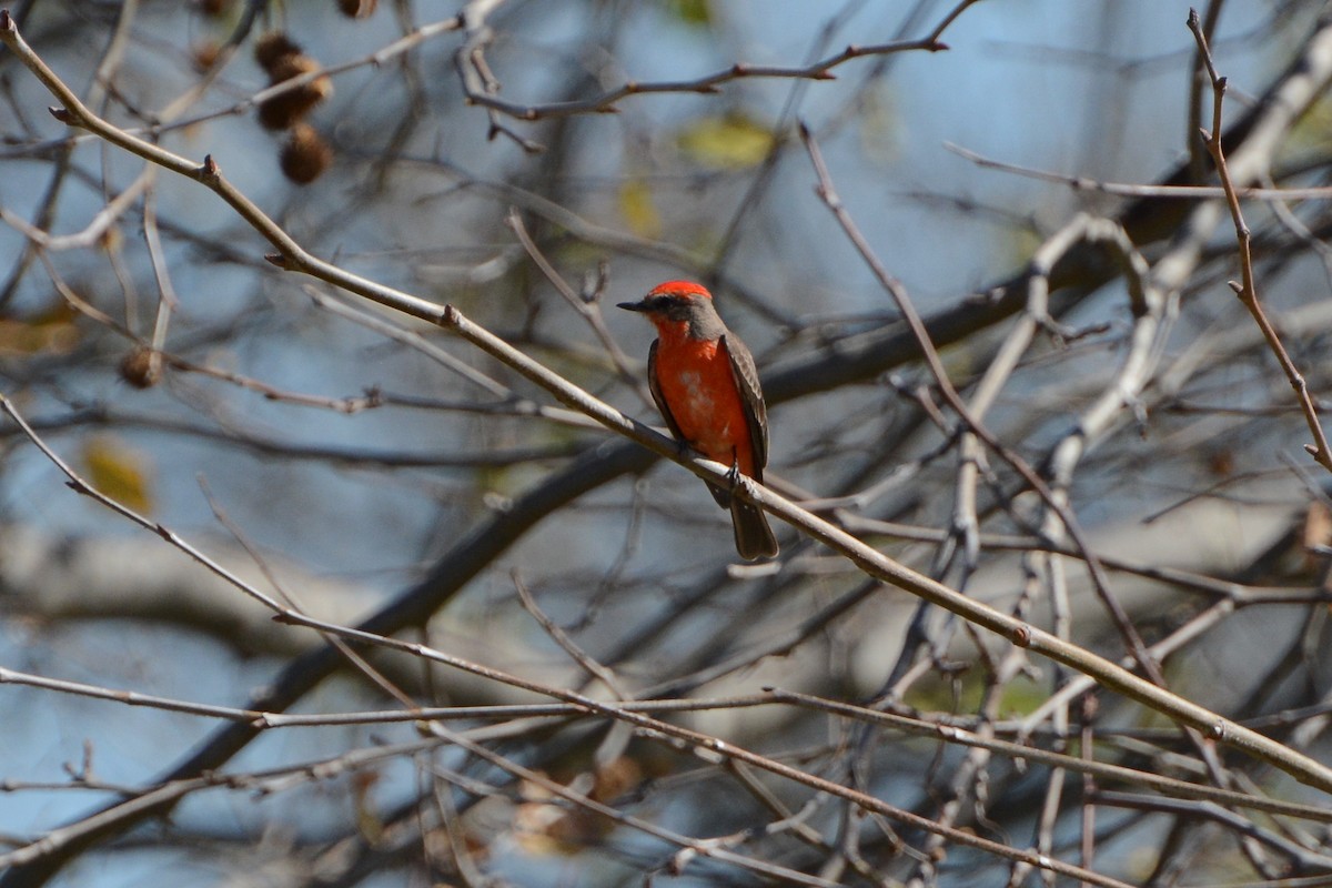 Vermilion Flycatcher - ML614969162