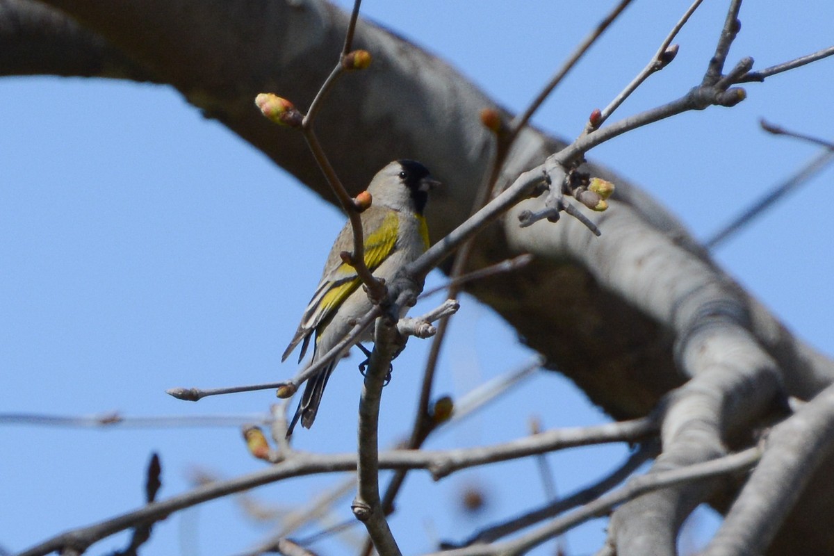 Chardonneret gris - ML614969167