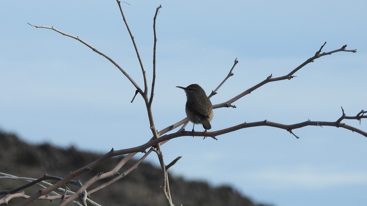 Rock Wren - Karen Evans