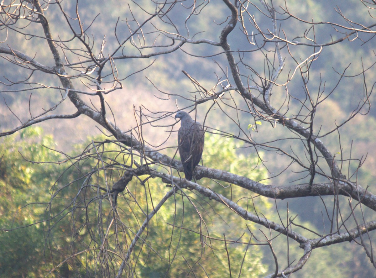 Graukopf-Seeadler - ML614969233