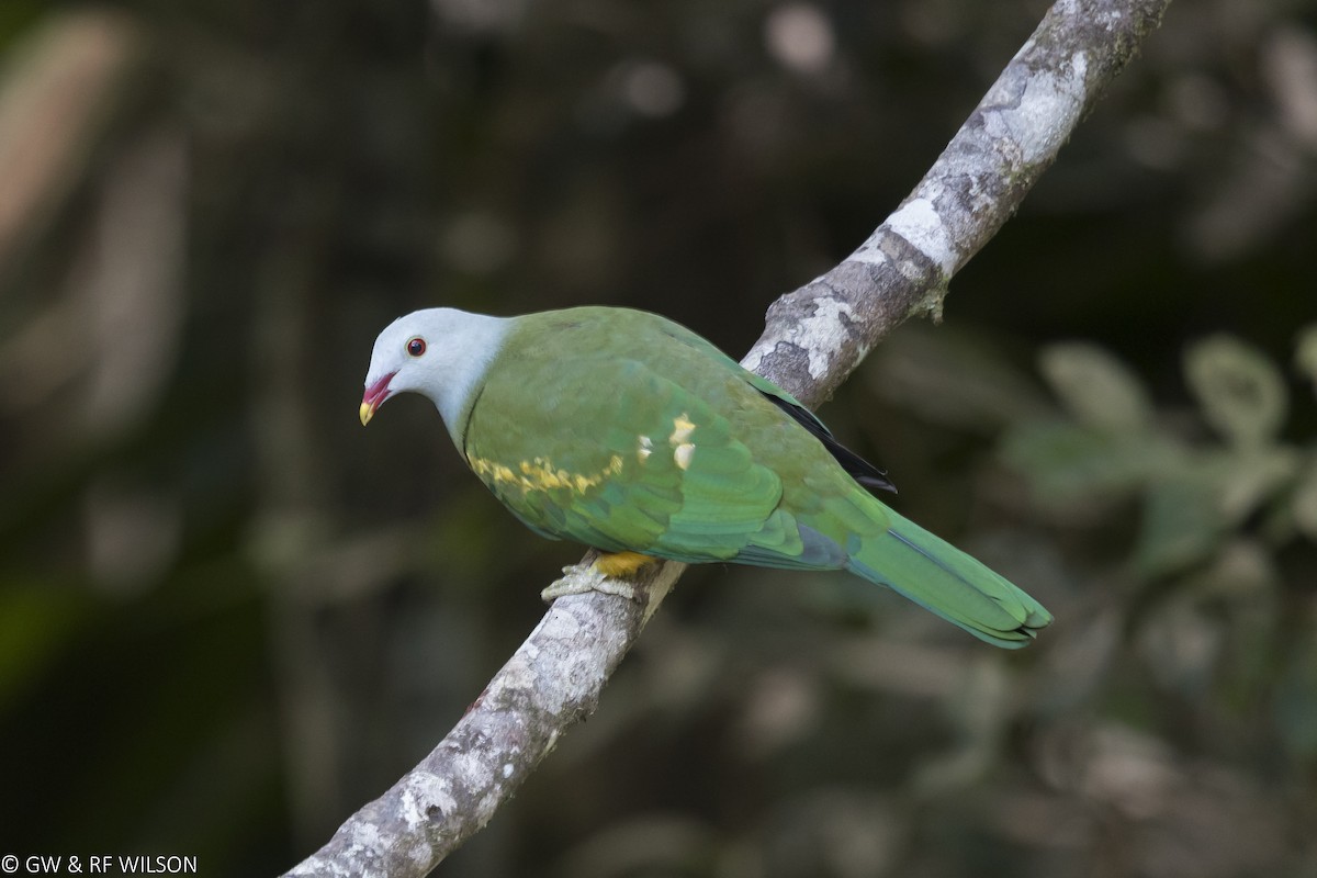 Wompoo Fruit-Dove - Gary & Robyn Wilson
