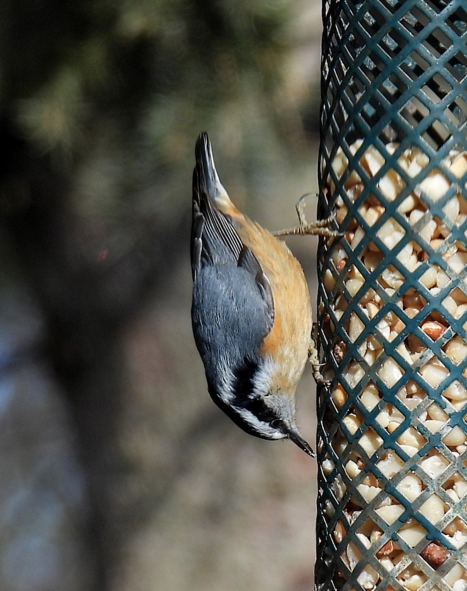 Red-breasted Nuthatch - ML614969339