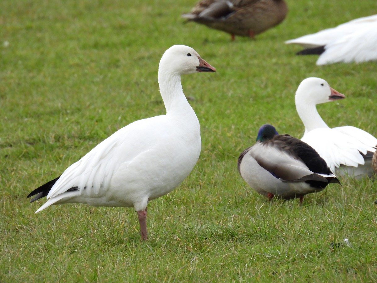 Snow Goose - ML614969360