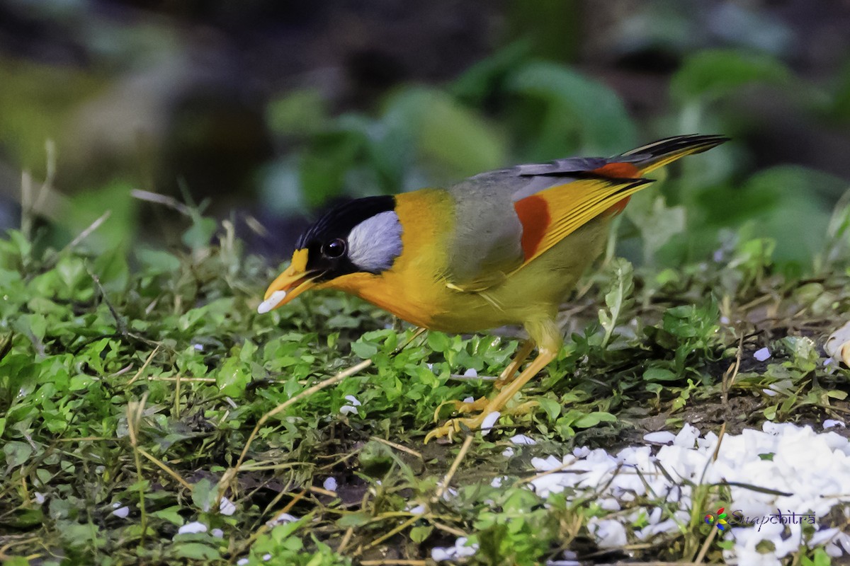 Silver-eared Mesia - Ranjit Talwar