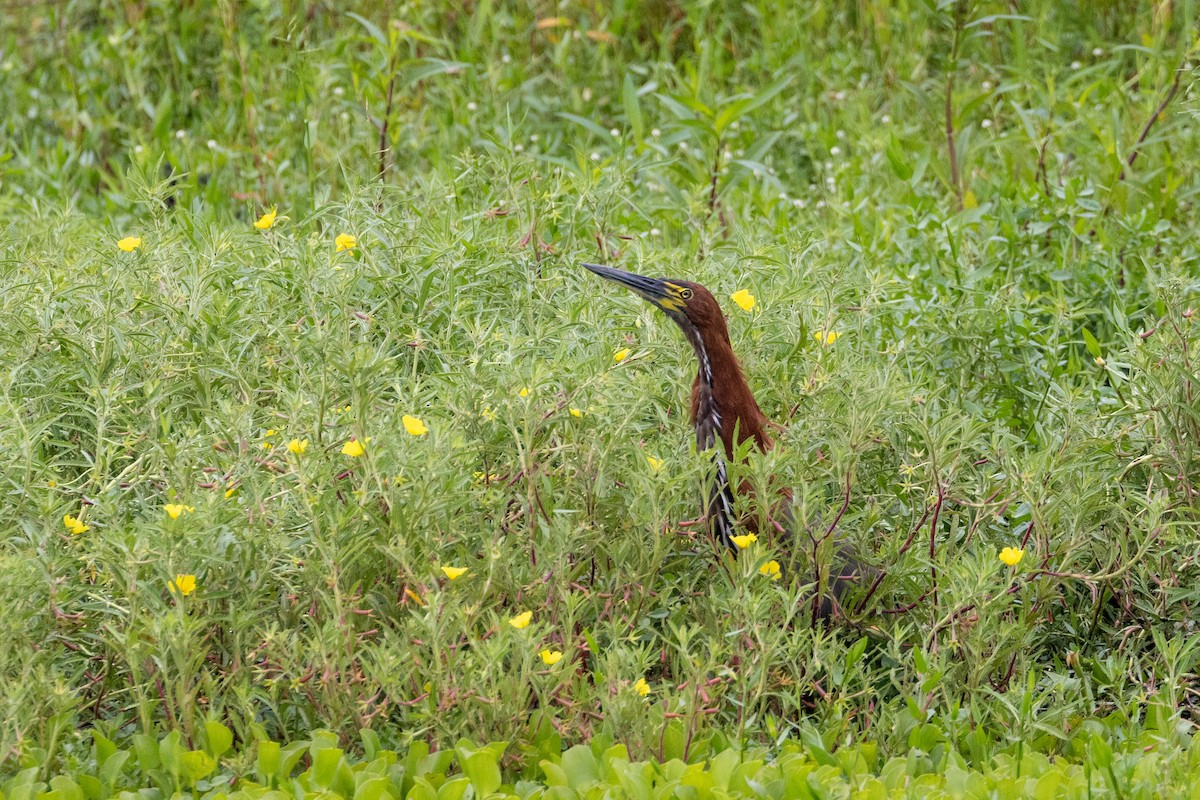 Rufescent Tiger-Heron - ML614969456