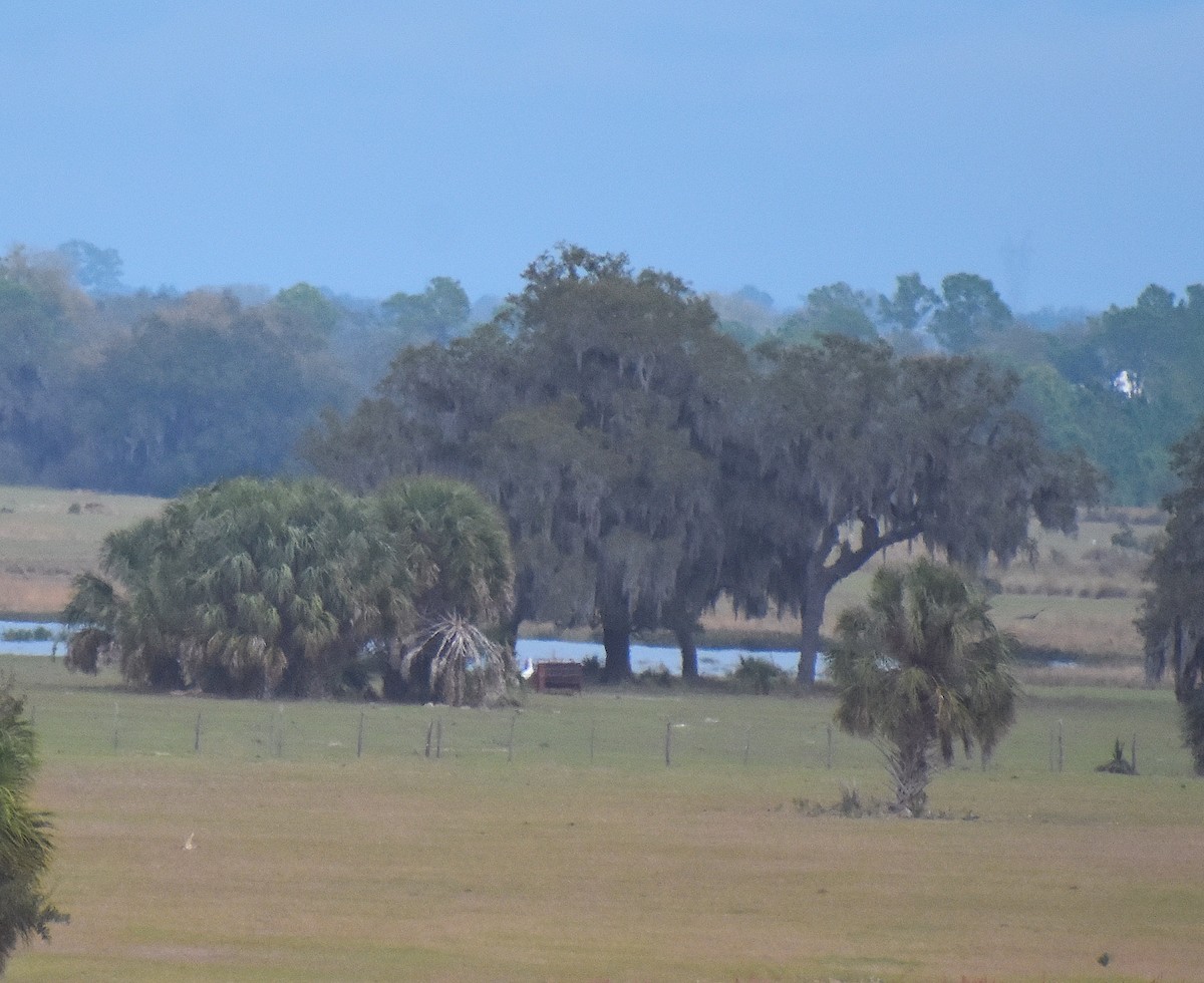 Grulla Trompetera - ML614969563