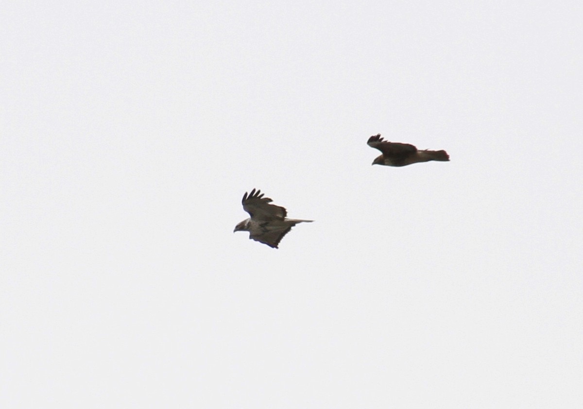 Red-tailed Hawk (Harlan's) - ML614969586