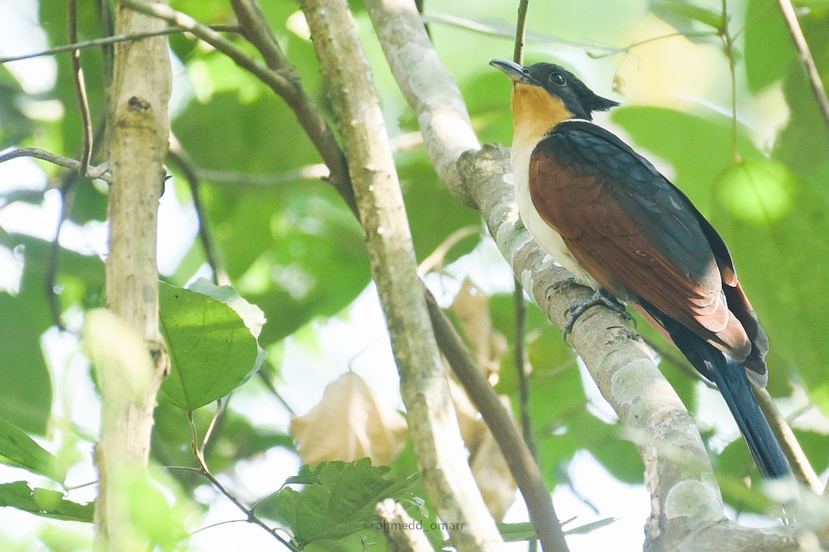 Chestnut-winged Cuckoo - ML614969589