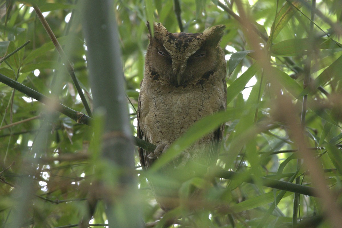Sunda Scops-Owl - Lingeshwarry Jewarethnam