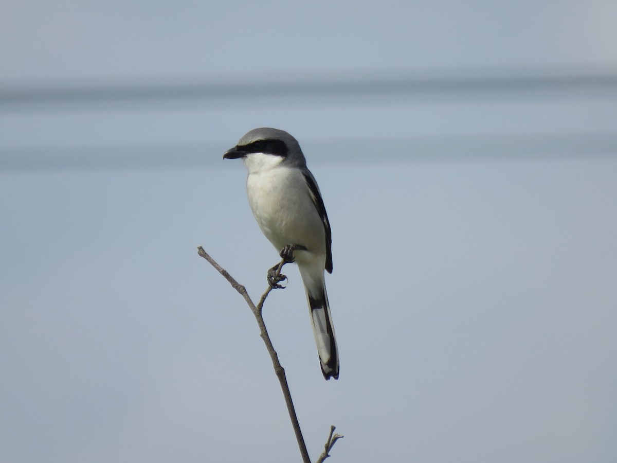 Loggerhead Shrike - ML614969709