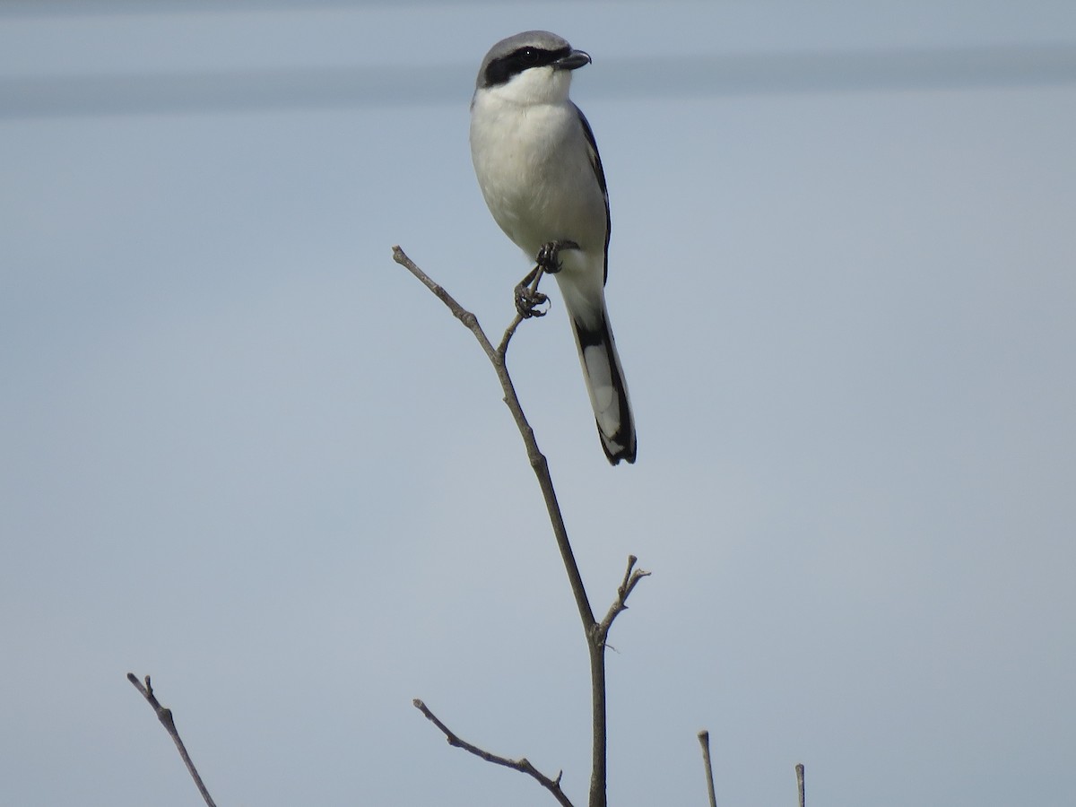 Loggerhead Shrike - ML614969710