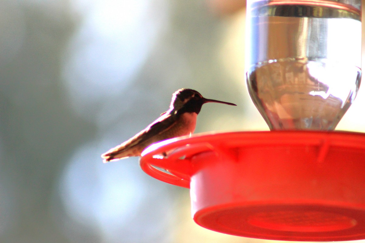 Costa's Hummingbird - Adair Bock