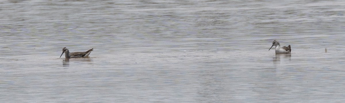 Wilson's Phalarope - ML614969766