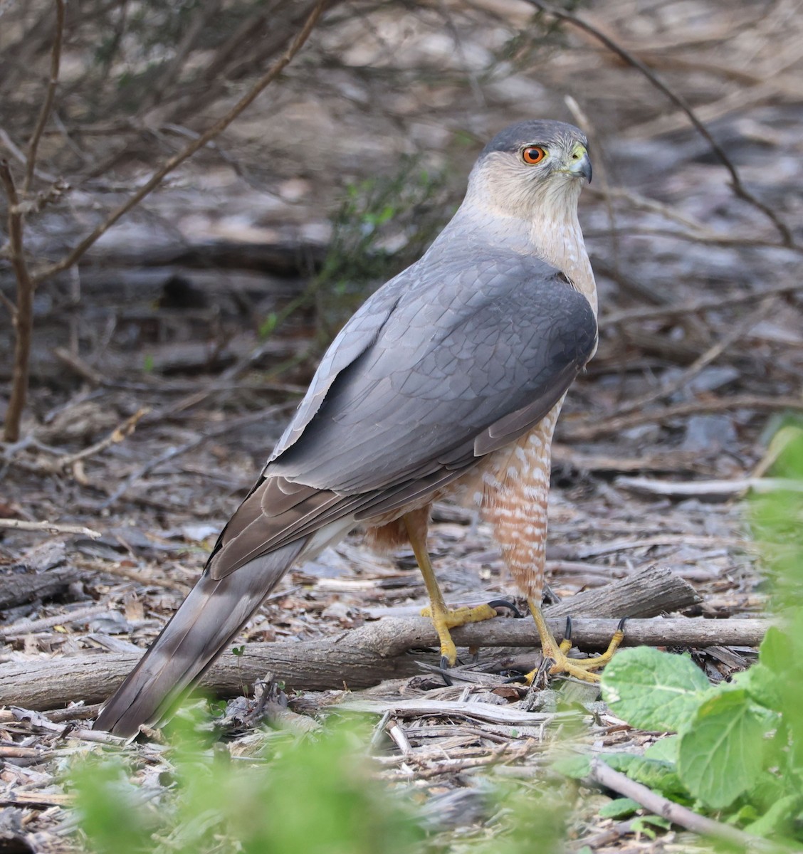 Cooper's Hawk - Diane Etchison