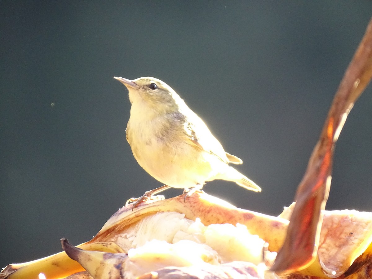 Tennessee Warbler - John Maniscalco