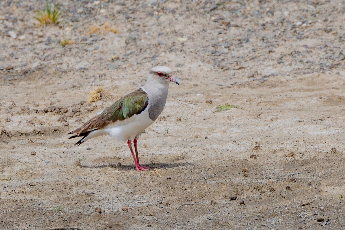 Andean Lapwing - ML614969843