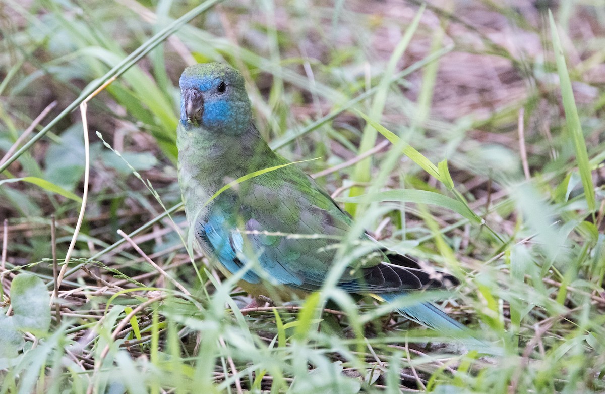 Turquoise Parrot - ML614969871