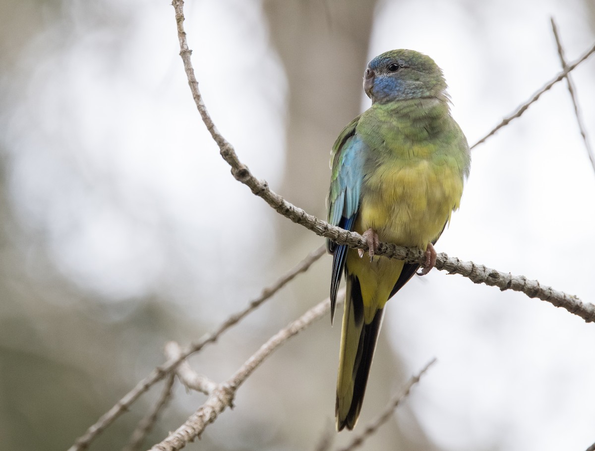 Turquoise Parrot - ML614969872