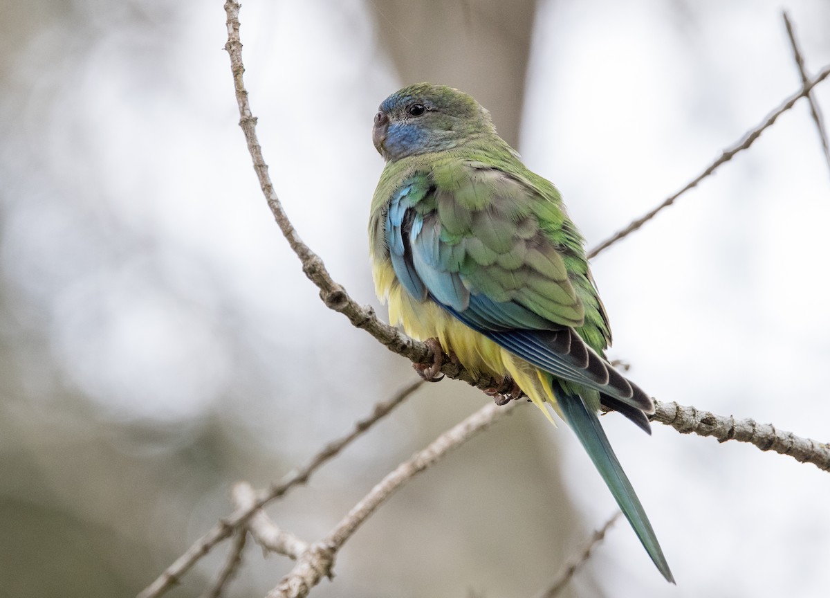 Turquoise Parrot - ML614969873