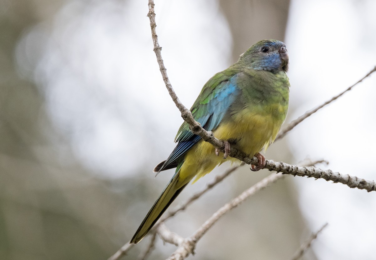 Turquoise Parrot - ML614969874