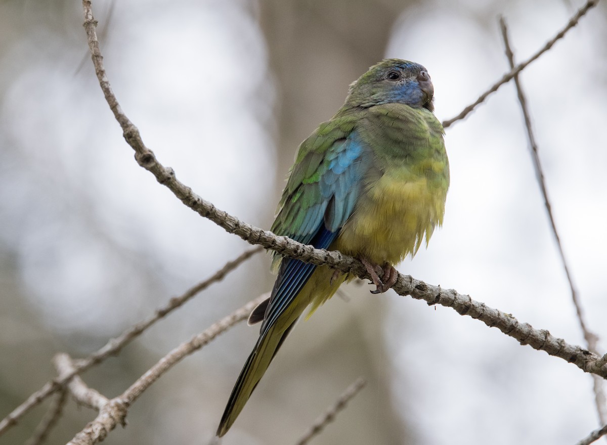 Turquoise Parrot - ML614969875