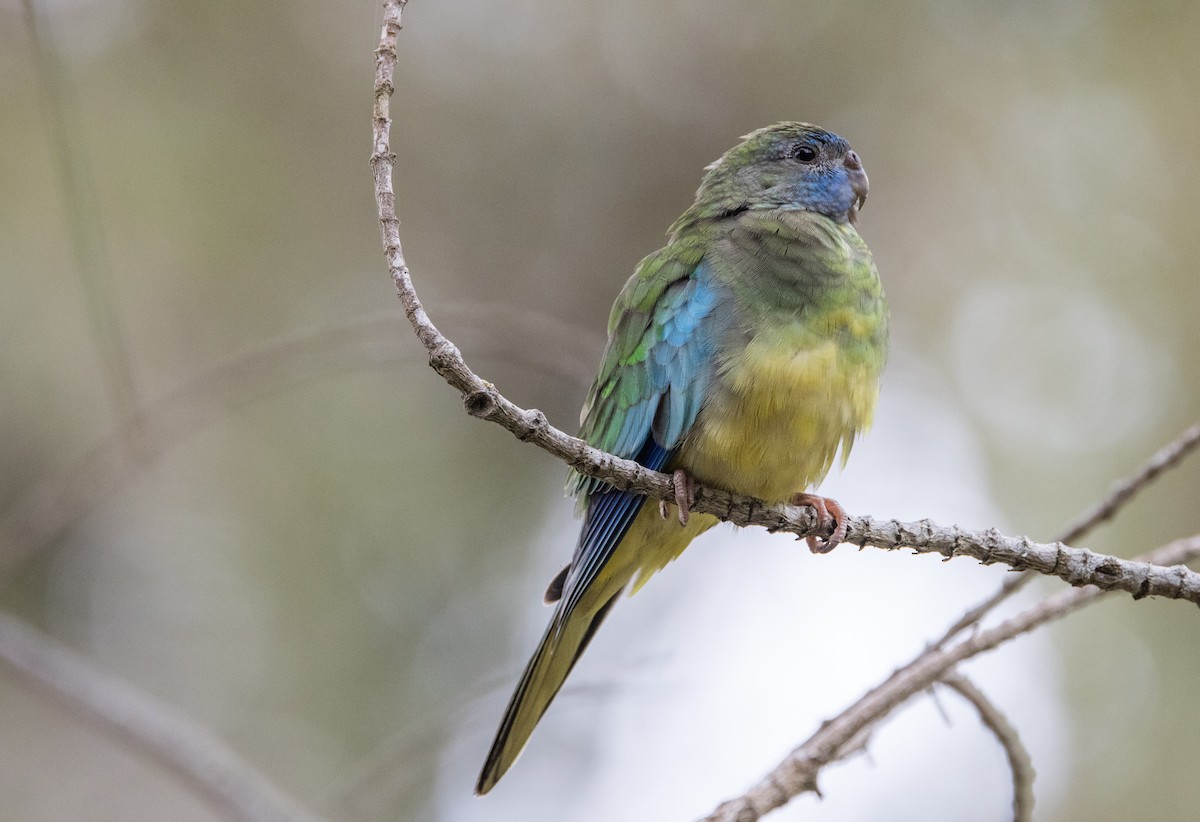 Turquoise Parrot - ML614969876