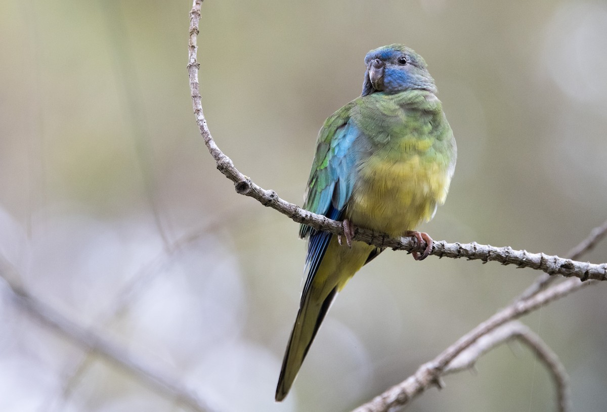 Turquoise Parrot - ML614969877
