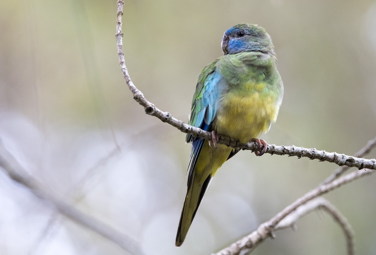 Turquoise Parrot - ML614969878