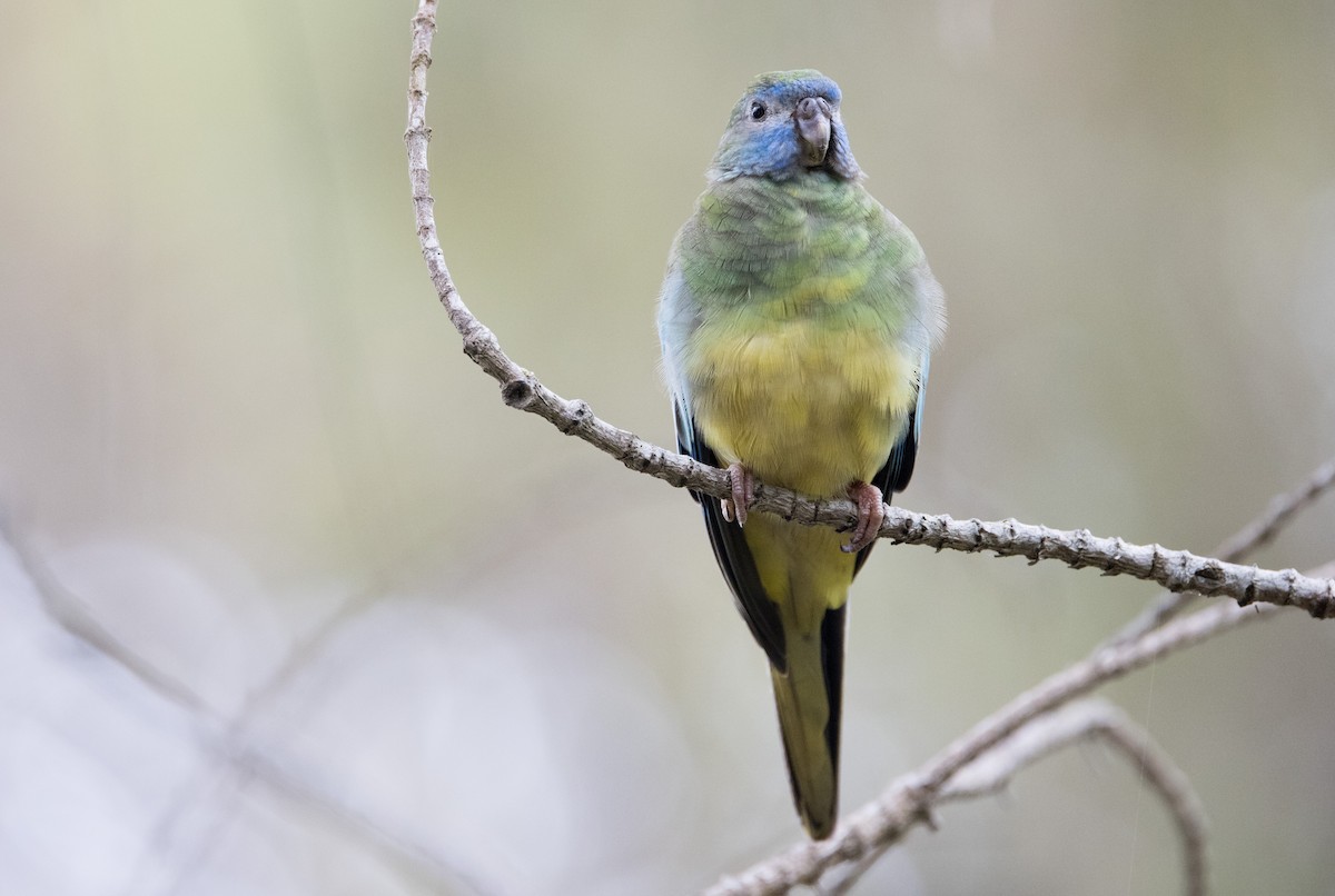 Turquoise Parrot - ML614969879