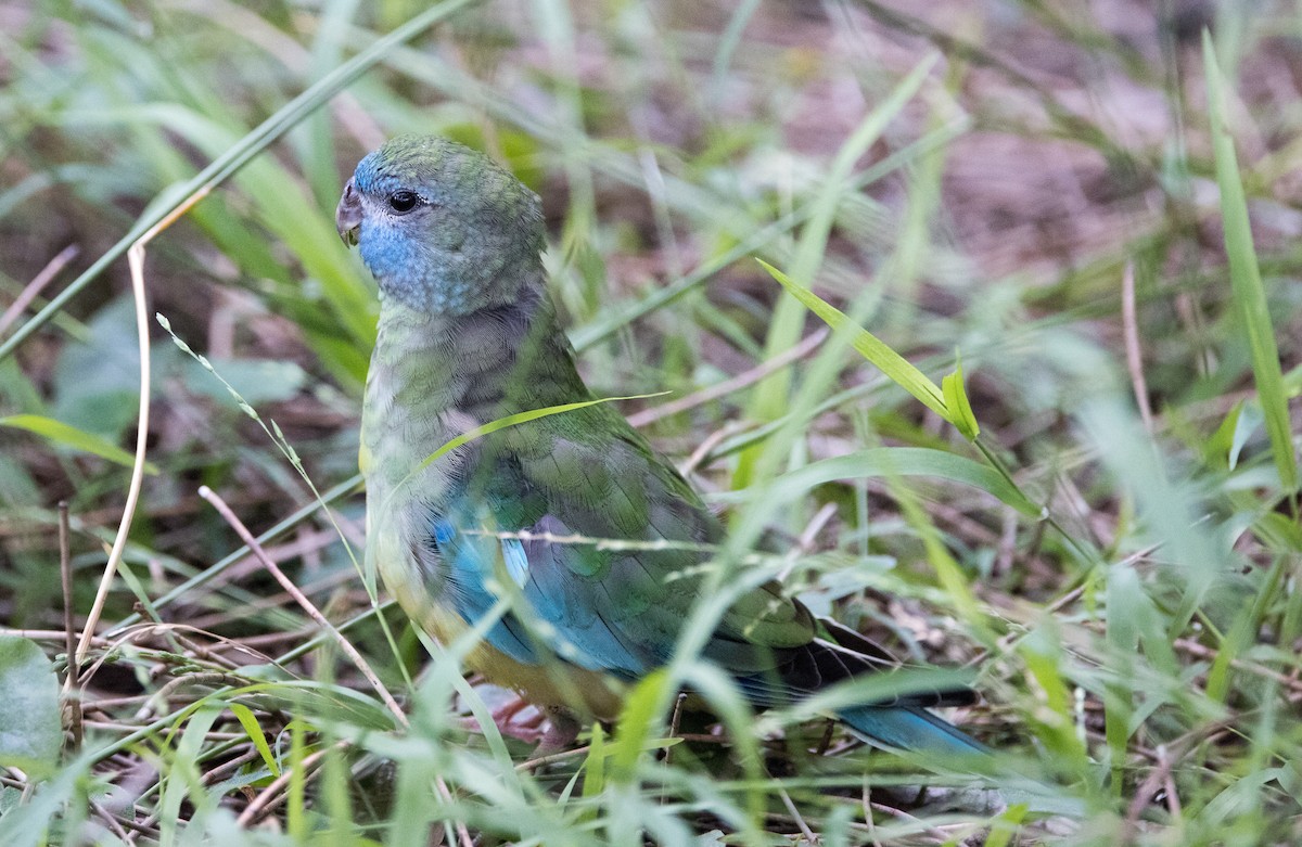 Turquoise Parrot - ML614969881