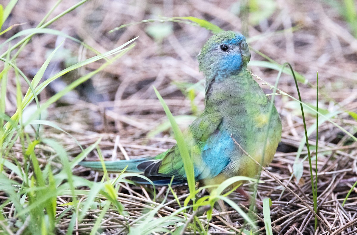 Turquoise Parrot - ML614969882