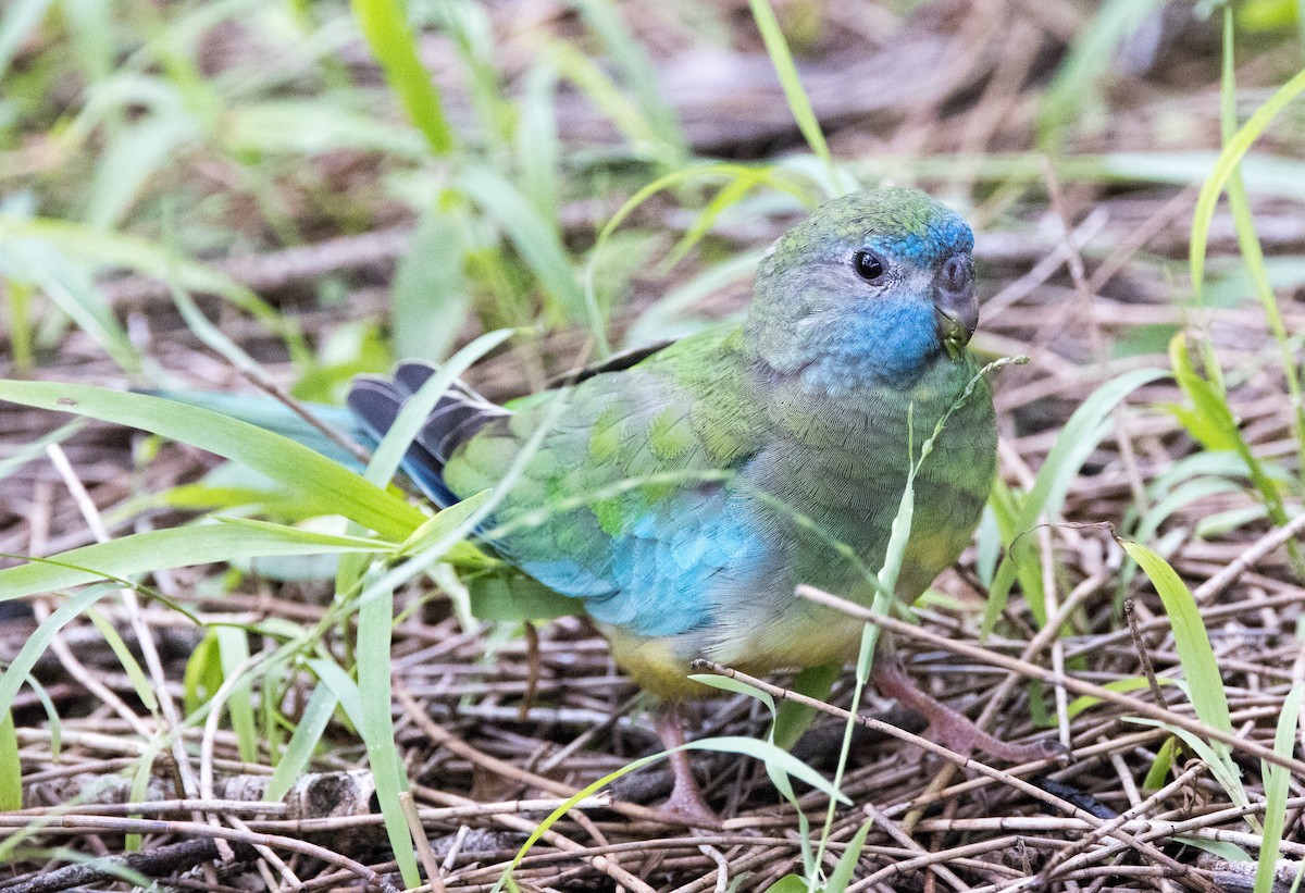Turquoise Parrot - ML614969883