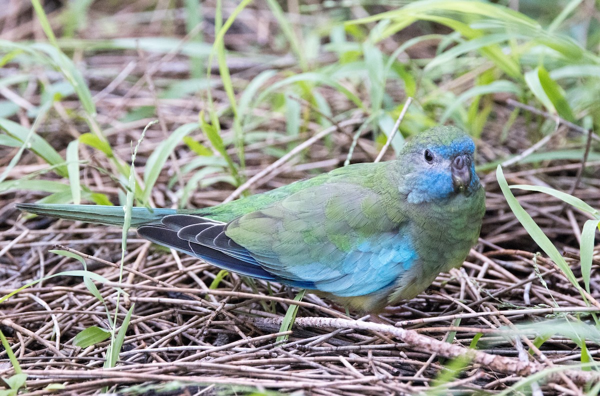 Turquoise Parrot - ML614969884