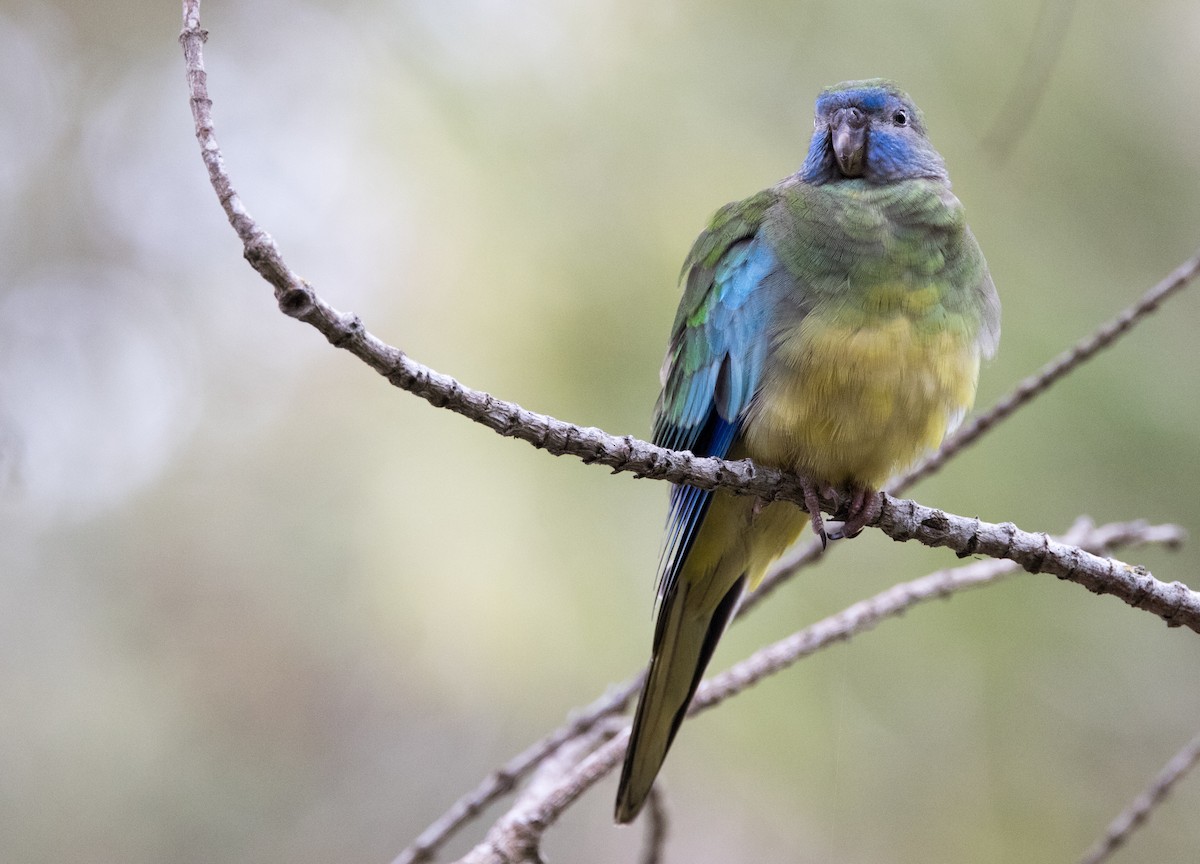 Turquoise Parrot - ML614969885