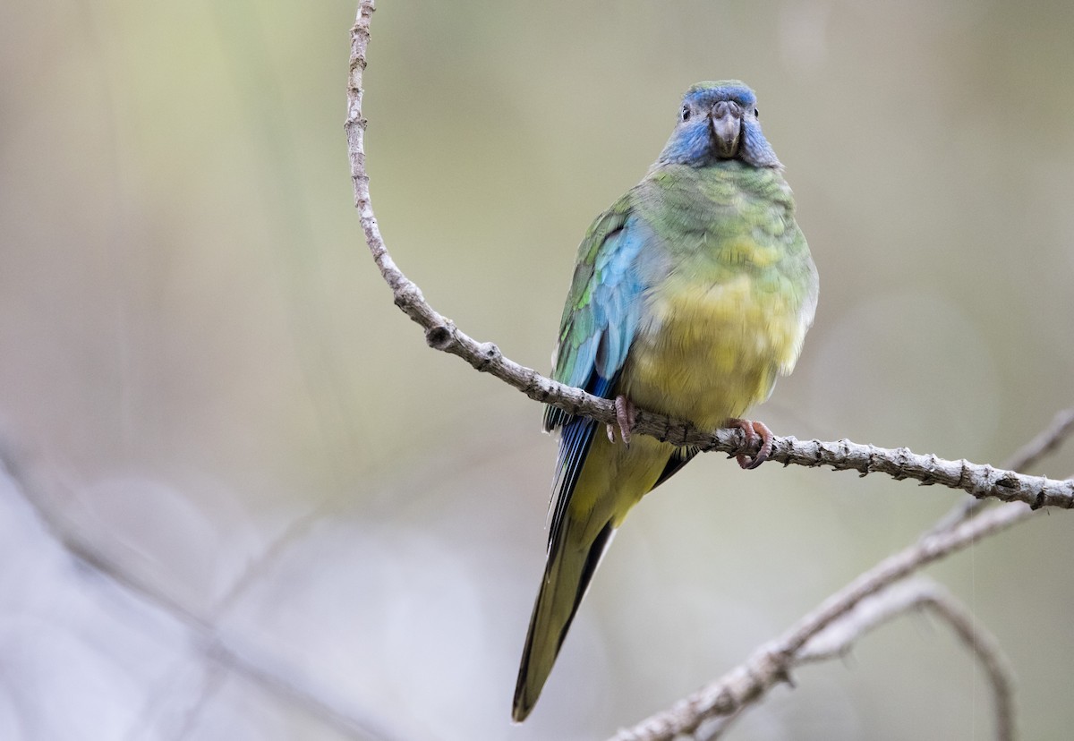 Turquoise Parrot - ML614969886