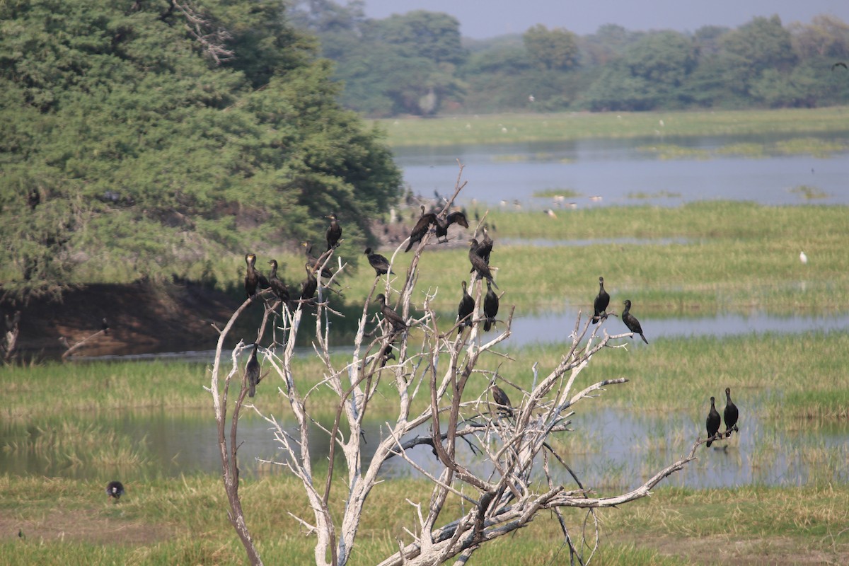 Cormorán Grande - ML614969890