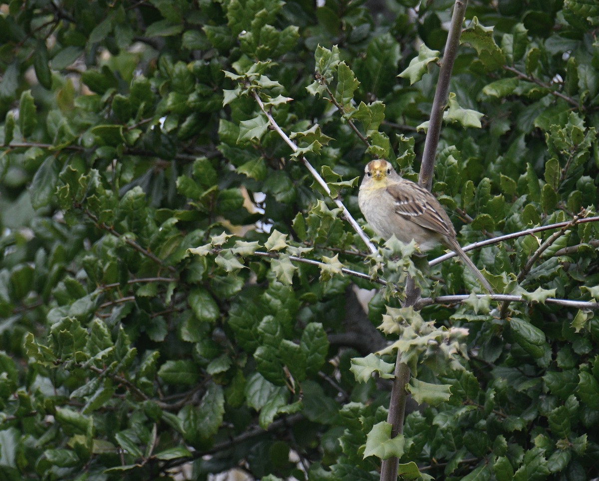 White-crowned Sparrow - ML614969921