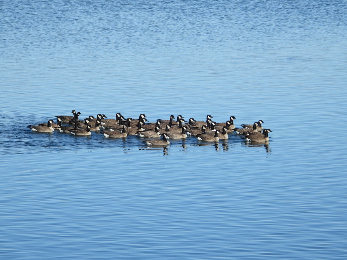 Cackling Goose - Jeff Percell