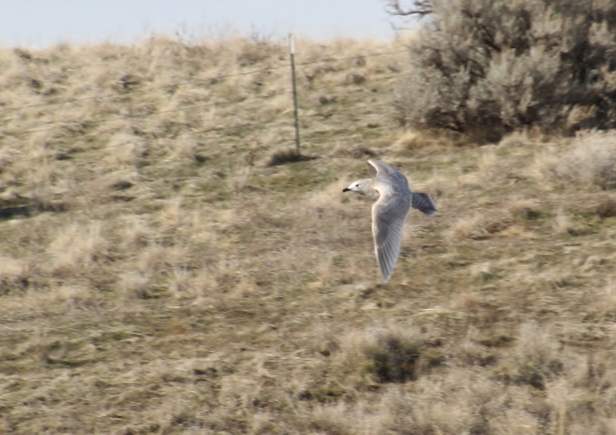 Glaucous-winged Gull - Jared Peck