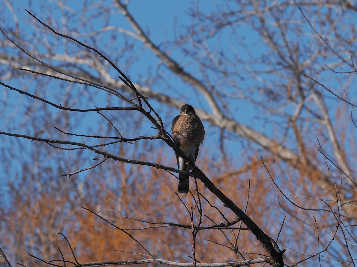 Sharp-shinned Hawk - ML614970048