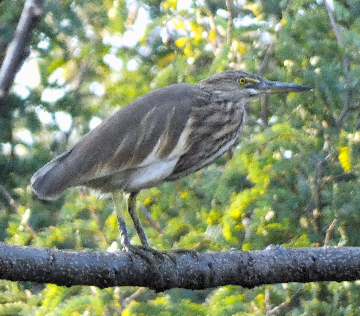 Indian Pond-Heron - ML614970057