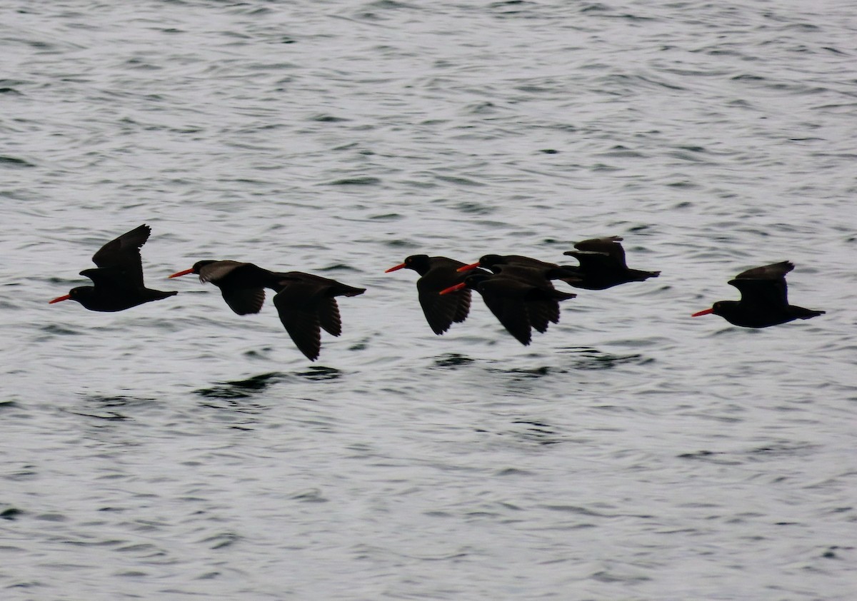 Black Oystercatcher - David Schmalz