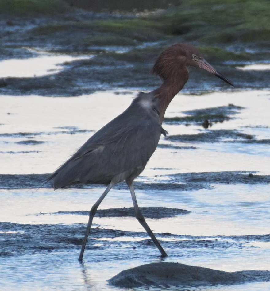 Reddish Egret - ML614970096