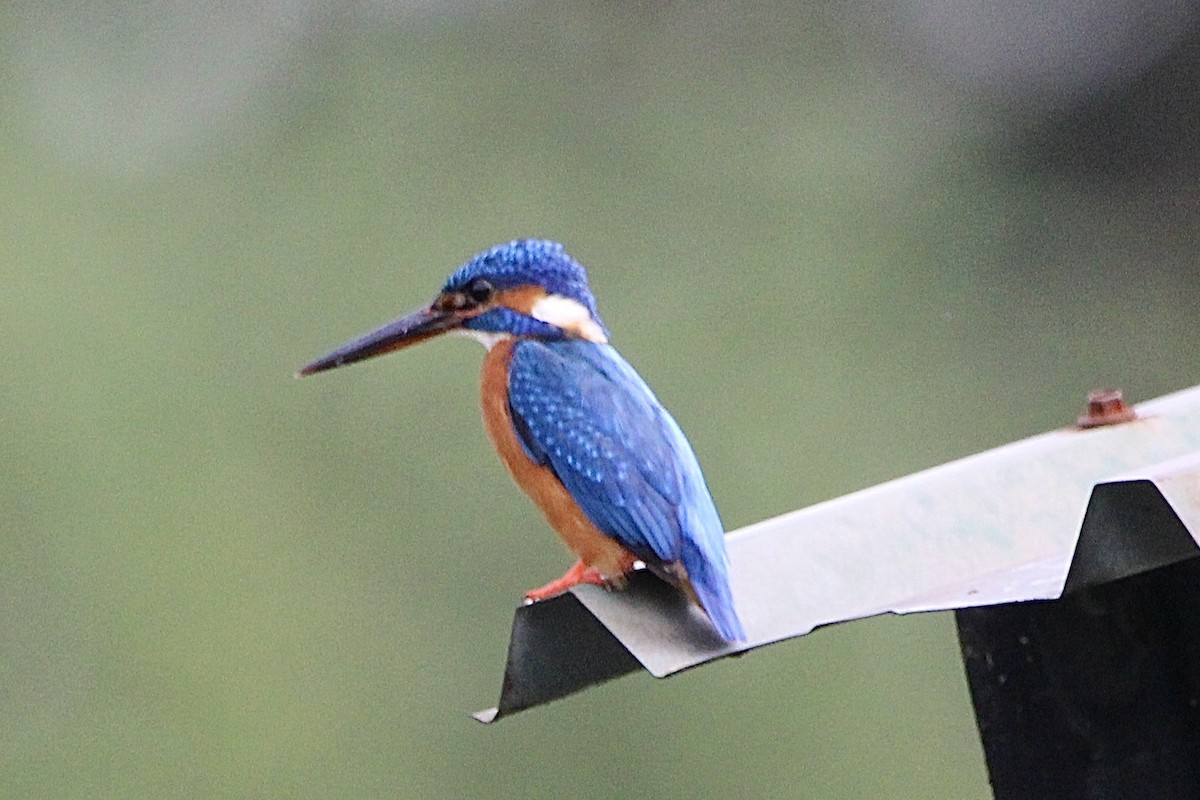 Martin-pêcheur d'Europe - ML614970180