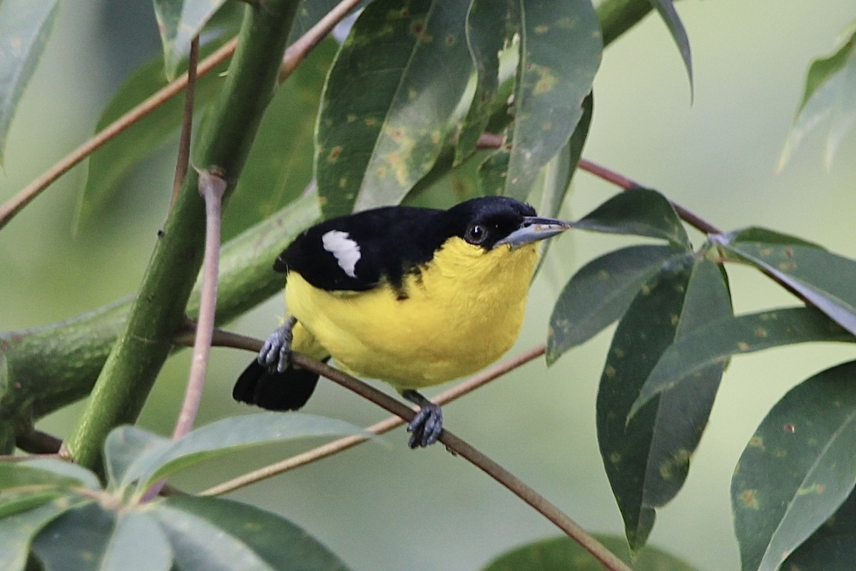 Common Iora - ML614970199