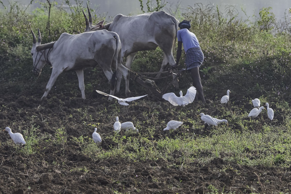 Eastern Cattle Egret - David Bishop